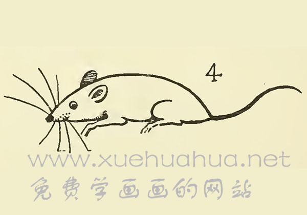 3种老鼠的画法图解教程