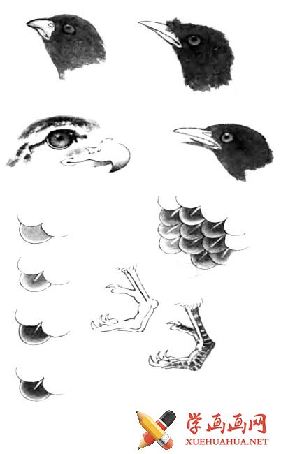 国画教程:工笔画鸟的方法和顺序步骤