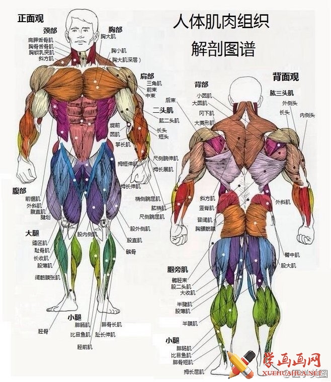 漫画基础_人体肌肉解剖图