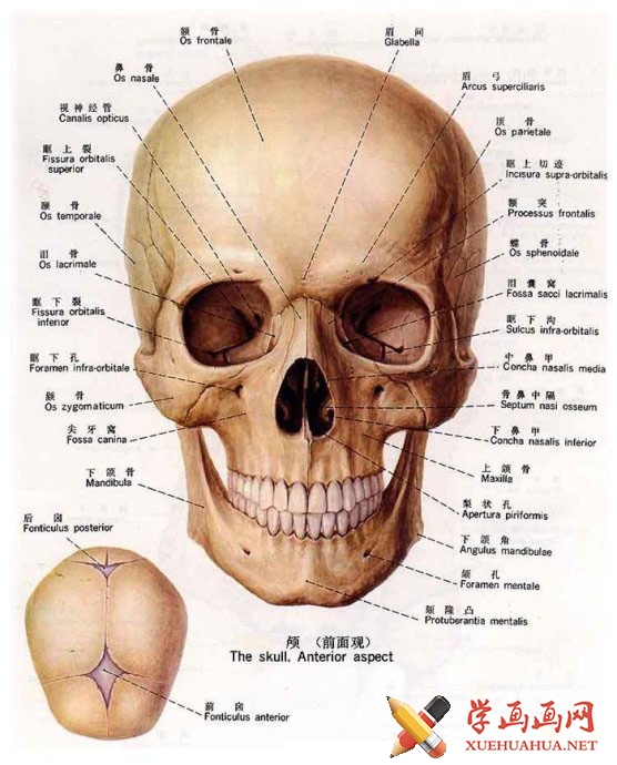 人头骨正面解剖图