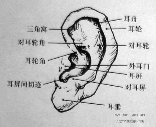 耳朵的结构