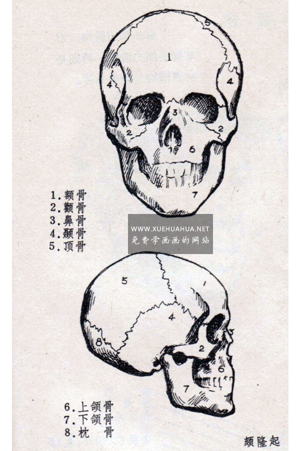 头部解剖结构-人头骨解剖及头部骨点位置