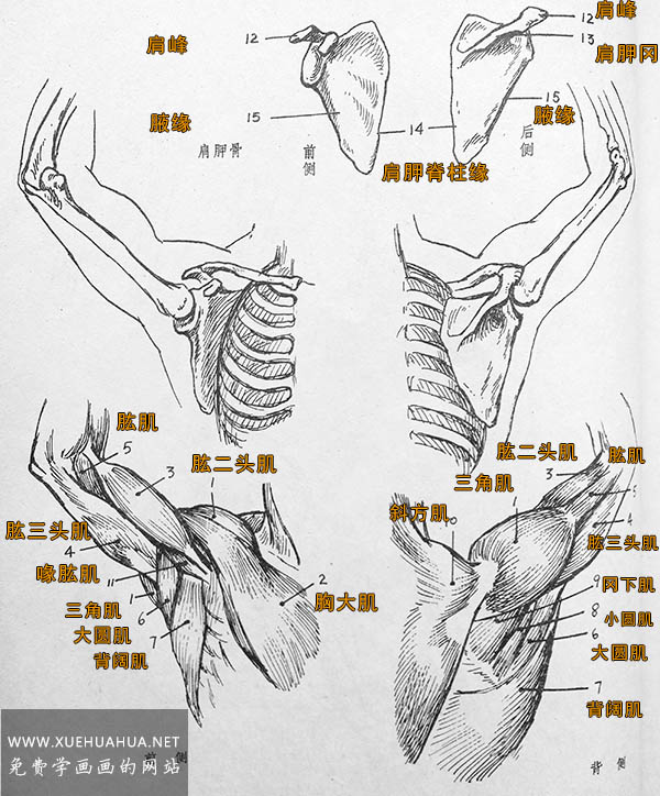 人体结构:肩背部及上肢结肌肉名称画法