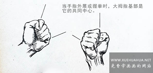 当手指外展或握拳时,大拇指基部是它的共同中心.
