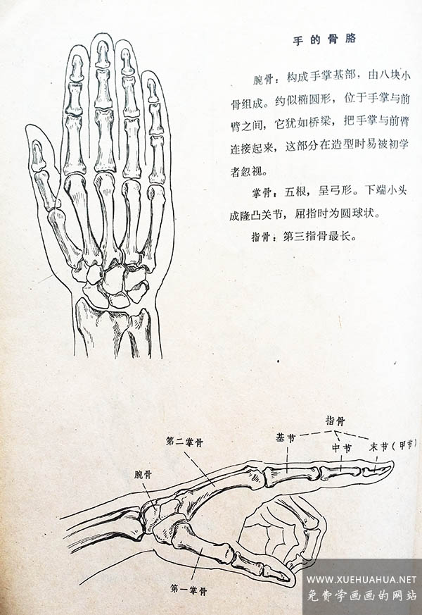 绘画资料手的结构及画法详解手的组成及骨骼