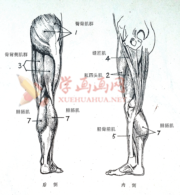 下肢肌肉的解剖图及各肌肉的名称作用