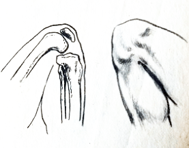 艺用人体解剖膝关节的结构及画法