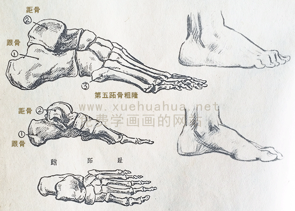 艺用解剖教程:脚的骨骼结构及比例