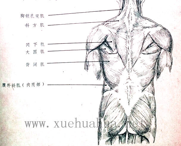 人体结构教程躯干的解剖结构