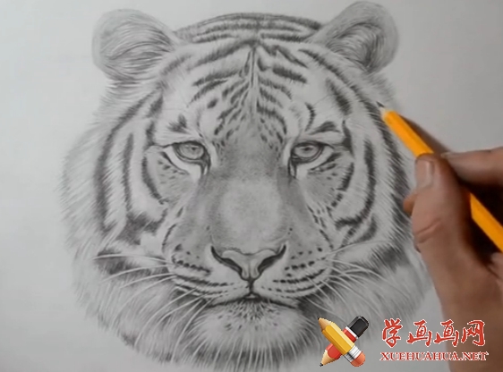 动物素描:素描老虎头的画法