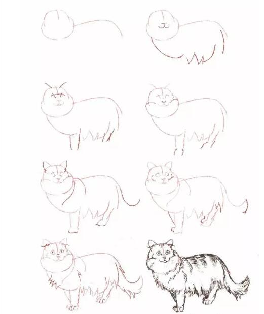 教你画20种猫的素描结构步骤图