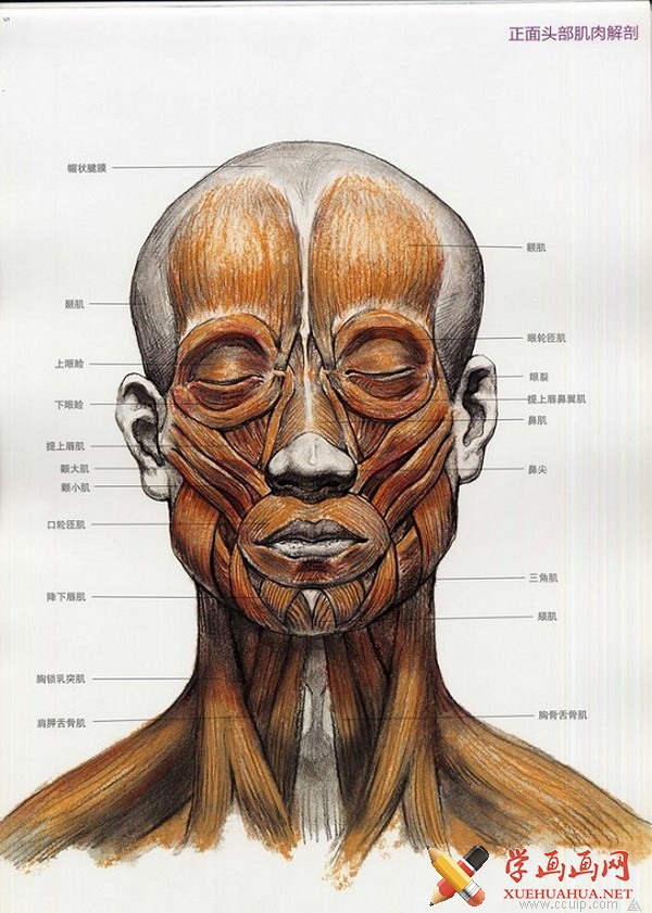 素描头像教程头部素描结构详解推荐