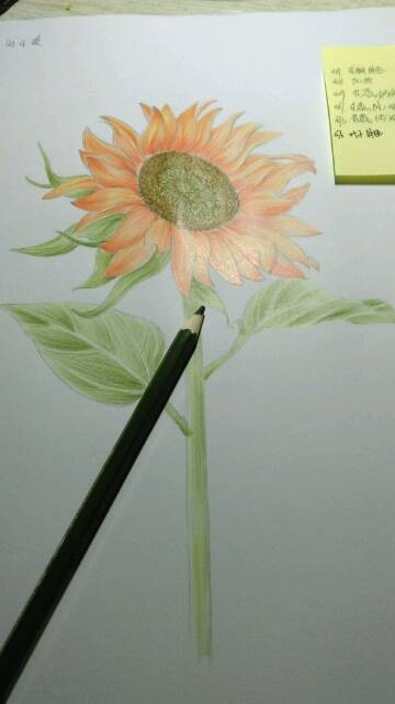 彩铅向日葵怎么画向日葵彩铅画教程
