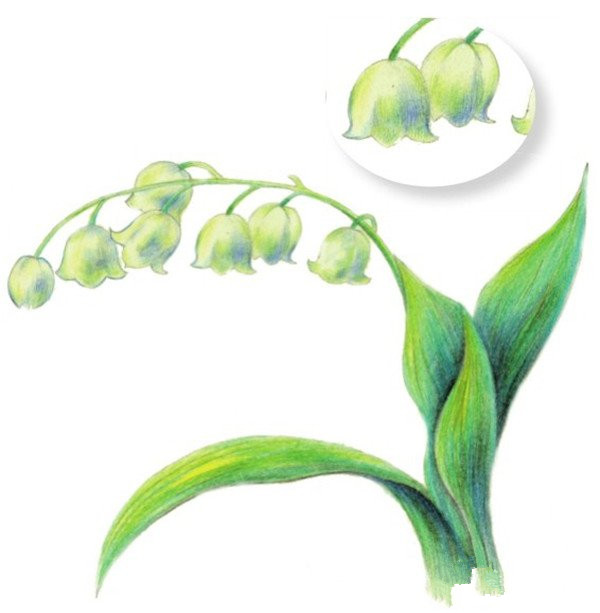 二,铃兰花水粉画绘画要点   1,起稿时,铃兰花茎垂下来及叶子下弯