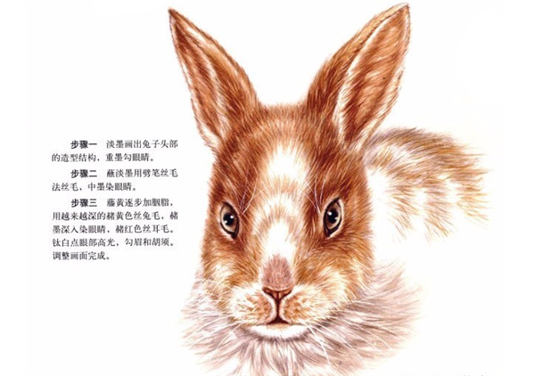 先用淡墨画出兔子头部的造型结构,重墨勾眼睛.