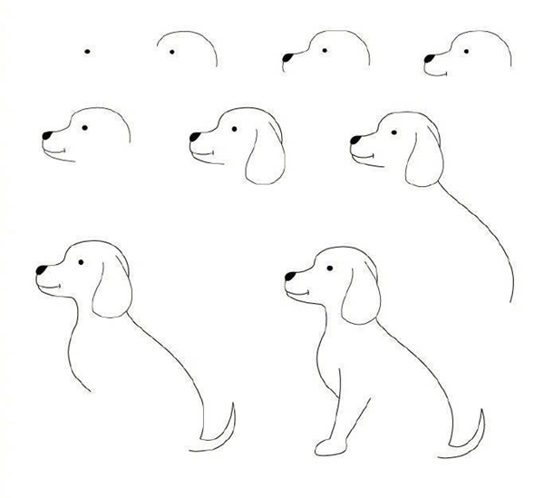 拉布拉多幼犬简笔画教程