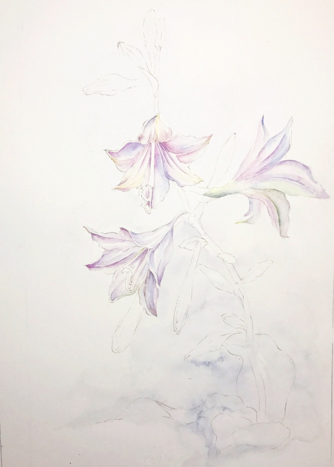 简单的水彩花卉步骤图:水彩画玉簪花