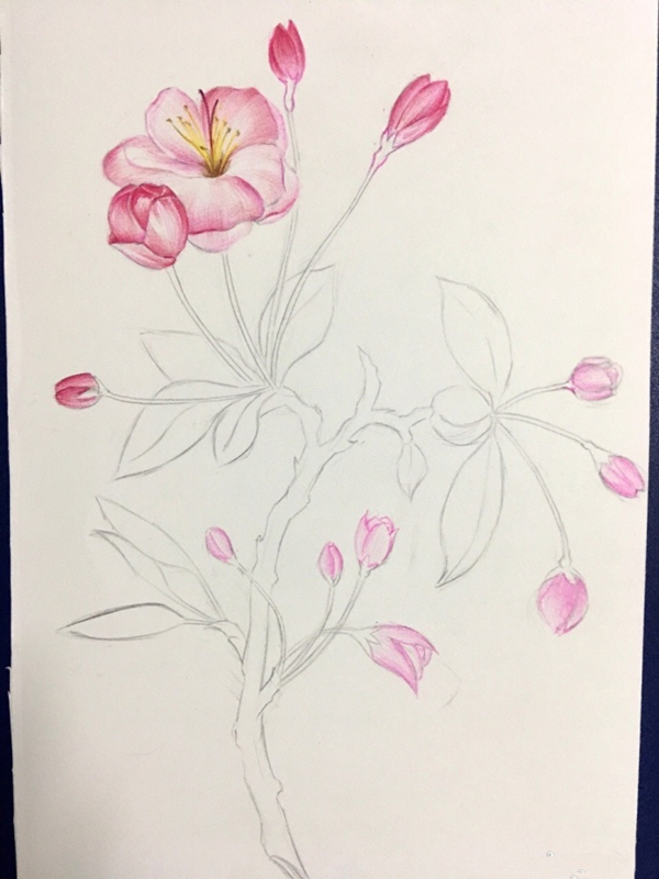 第一步:画铅笔底稿,绘制出一枝海棠花的造型来,有花朵,花苞,叶子和