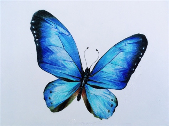 彩铅画入门:漂亮的蝴蝶彩铅画教程