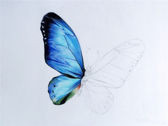 彩铅画入门:漂亮的蝴蝶彩铅画教程