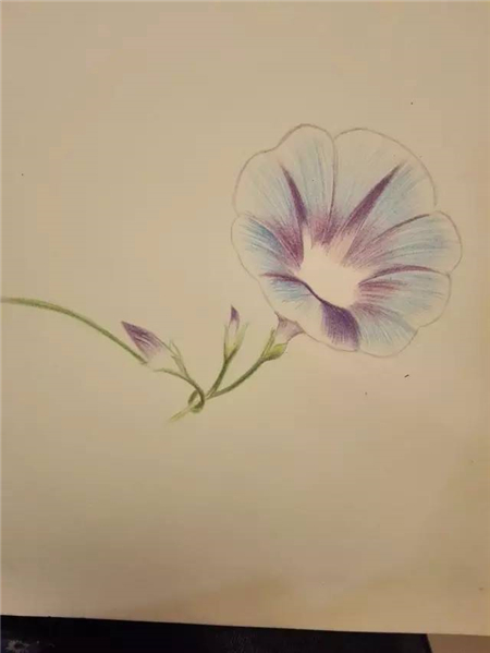 彩铅入门:牵牛花彩铅画教程-露西学画画