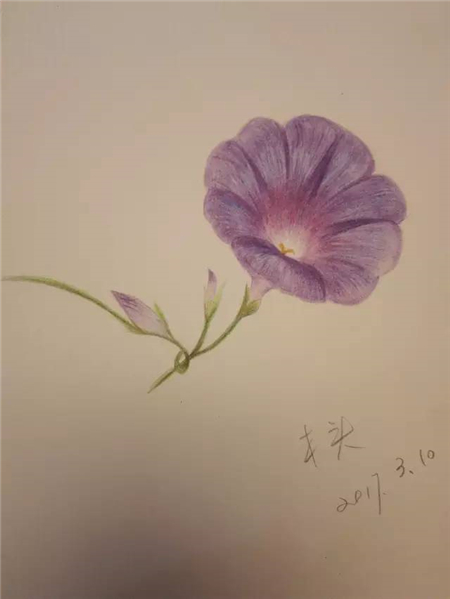 彩铅入门牵牛花彩铅画教程