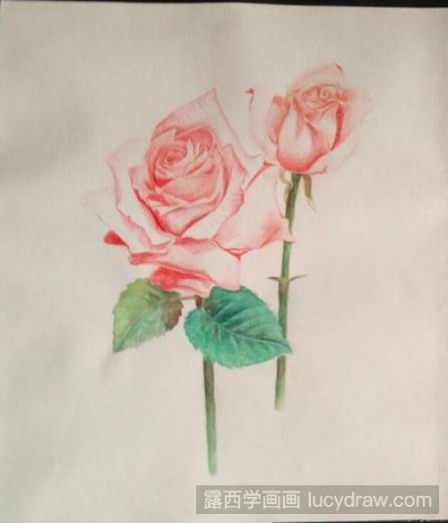 玫瑰花彩铅画教程