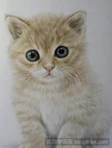 彩铅画:以猫为例教你刻画动物毛发