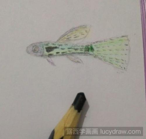 孔雀鱼儿童画教程