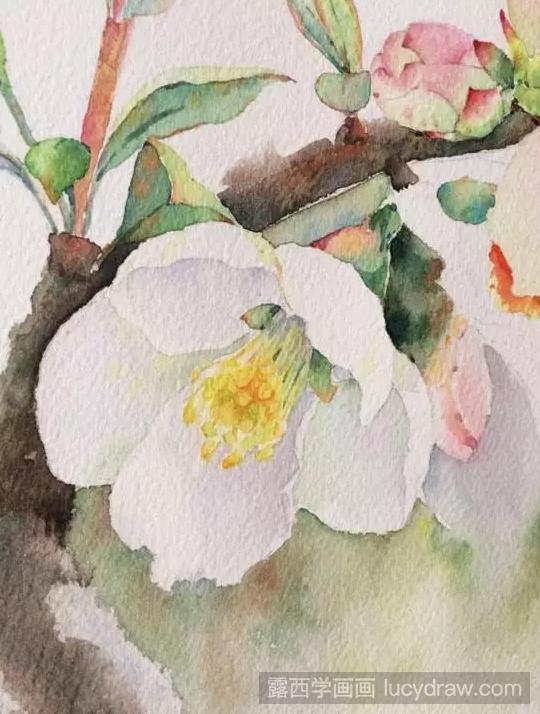 水彩画花卉教程:一枝梨花的画法