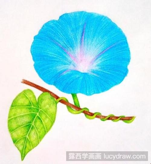 牵牛花彩铅画教程