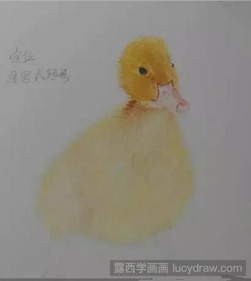 小鸭子彩铅画教程