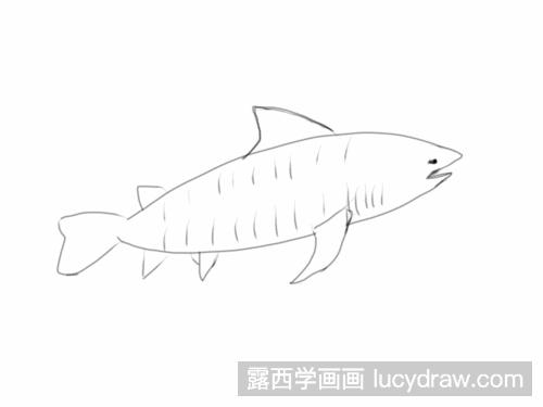 虎鲨简笔画教程