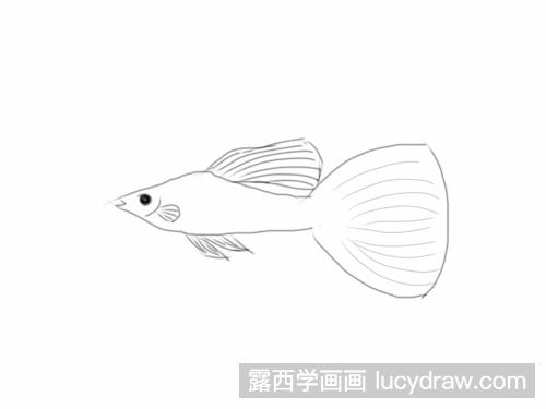 孔雀鱼简笔画教程