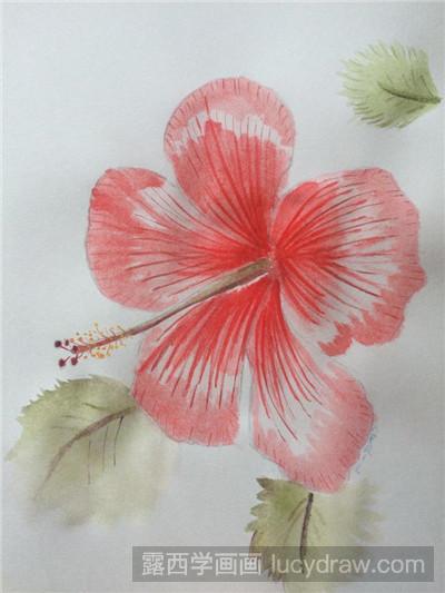 小知识:朱槿(学名:hibiscus rosa-sinensis   linn.