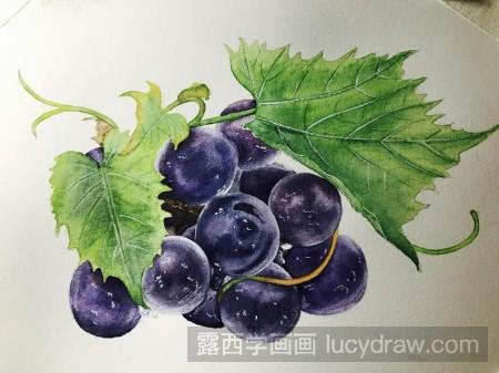 水彩画葡萄熟了绘画步骤-露西学画画