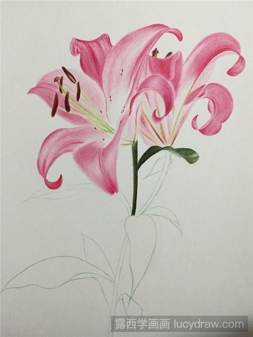 彩铅画教程:两朵百合花