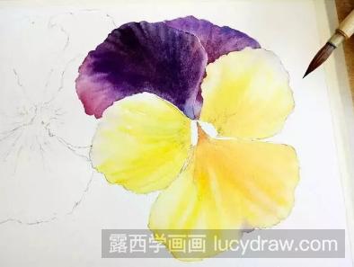 水彩画花卉教程:三色堇的画法
