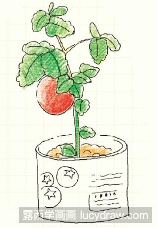 儿童画教程:怎么画番茄-露西学画画