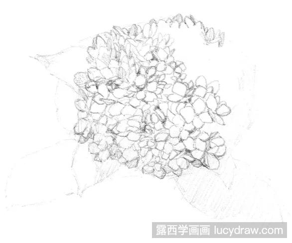 素描画绣球花教程