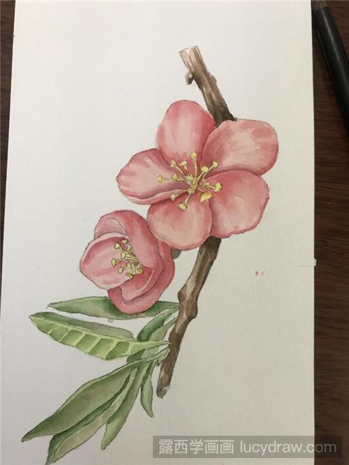 怎么用水彩画桃花-露西学画画