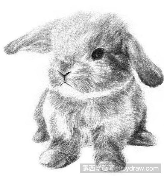 小兔子素描画技巧