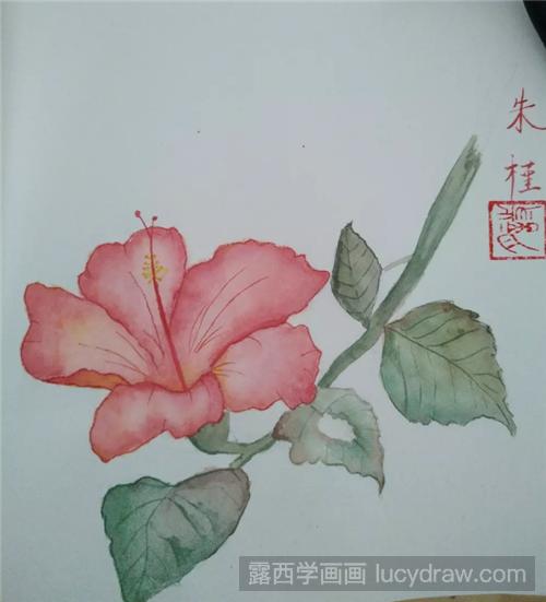 朱槿花的画法是什么?水彩扶桑该怎么画?