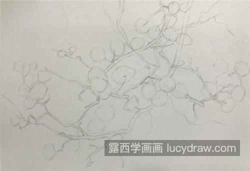 大小:a3   绘画步骤:   1,铅笔起稿,这幅画画的是一大枝的山茱萸,背景