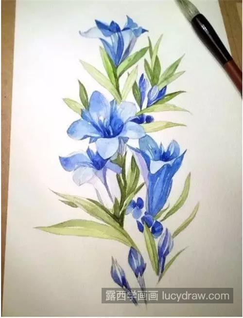 龙胆花怎么画?蓝色花卉的水彩步骤有哪些?