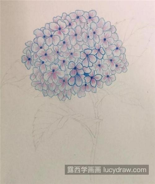 彩铅绣球怎么画绣球花的绘画过程是什么