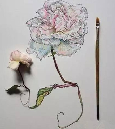针管笔素描写实唯美花朵图片欣赏