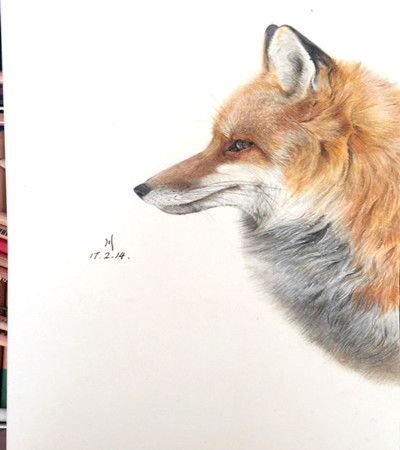 写实彩铅画狐狸
