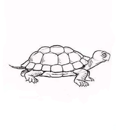 胸口画乌龟的照片图片
