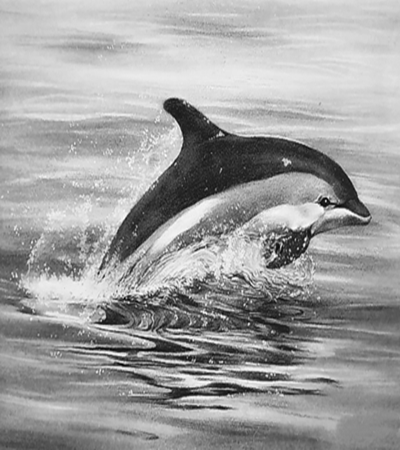 海豚怎么画？鱼兽的图文步骤有哪些？